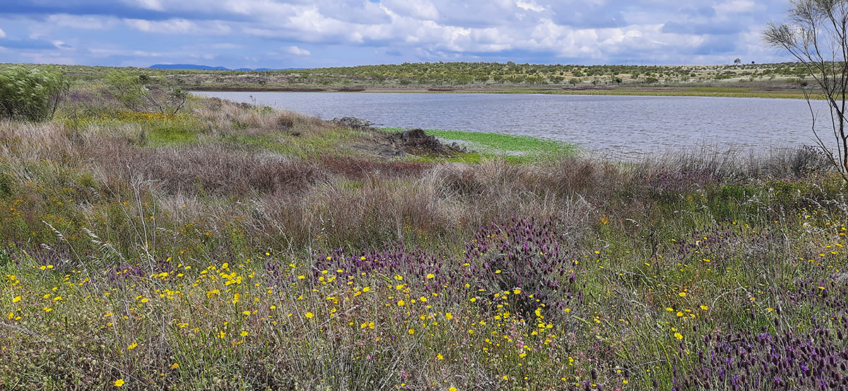 Embalse de Talaván